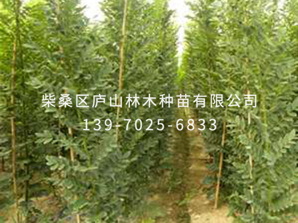 国槐树