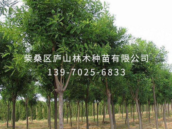 国槐树