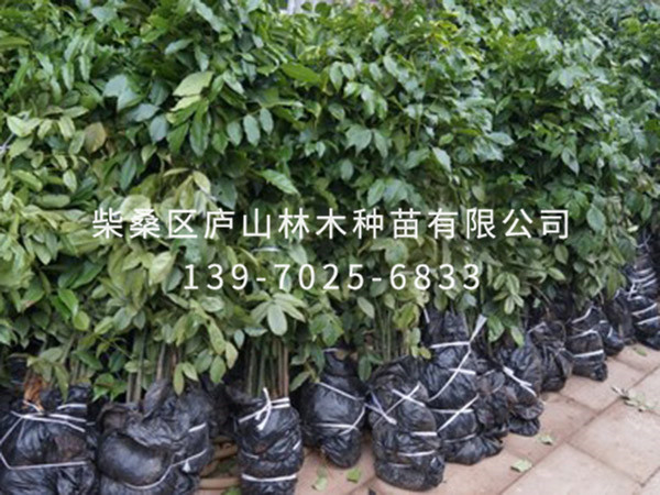 鄂西红豆