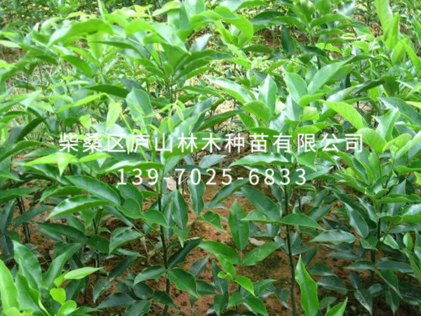 鄂西红豆