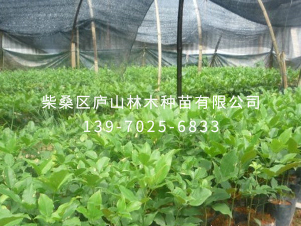 鄂西红豆