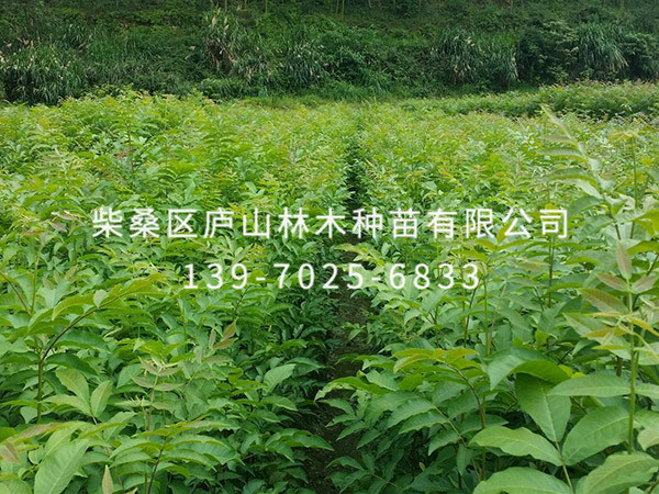 鄂西红豆