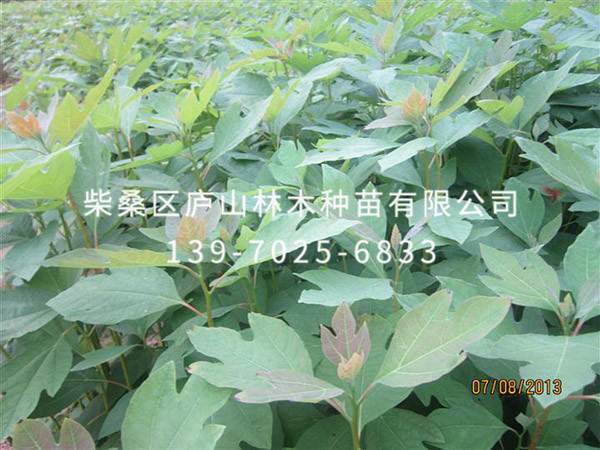 檫树