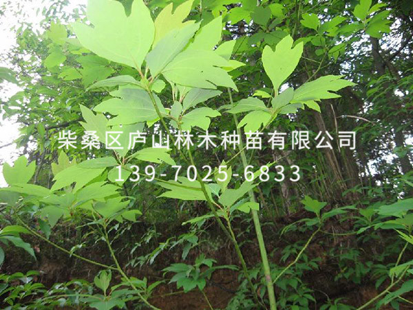檫树