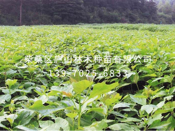 檫树