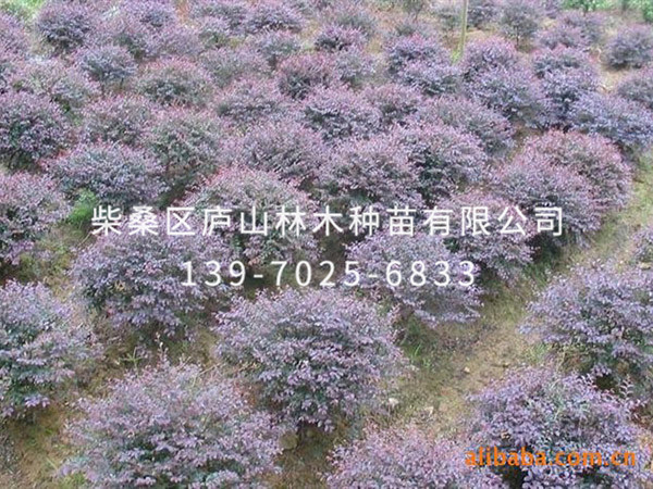 红花继木