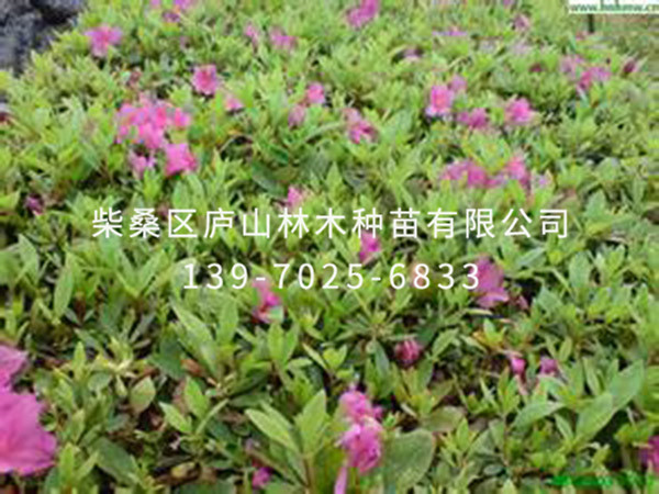 杜鹃