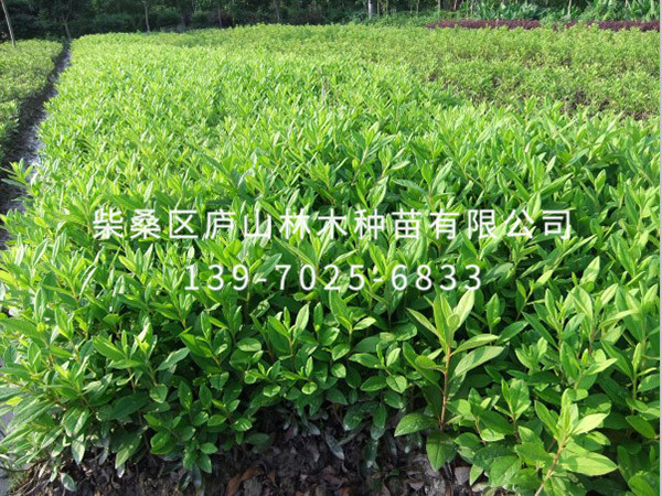 杜鹃