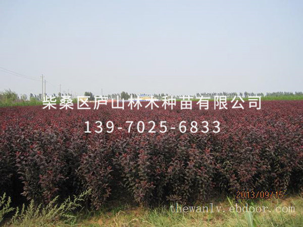 红叶李