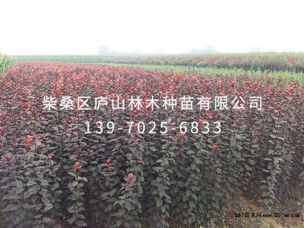 红叶李