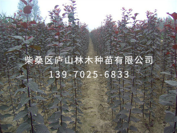 红叶李