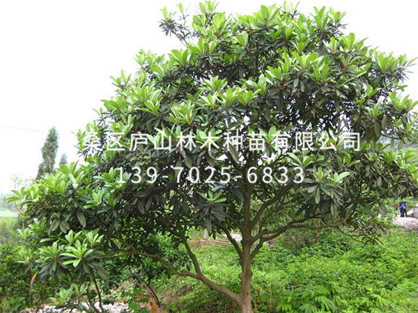 枇杷树