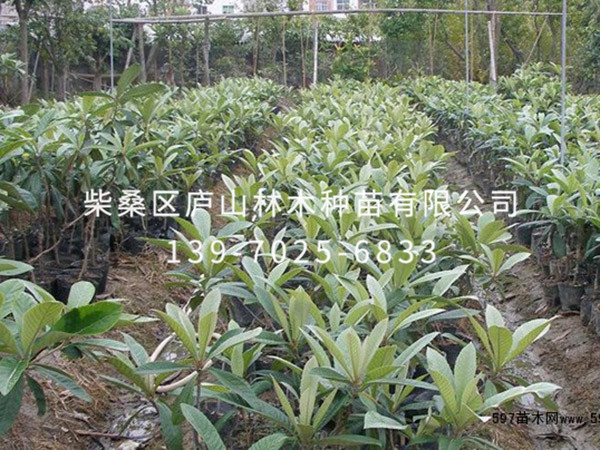 枇杷树