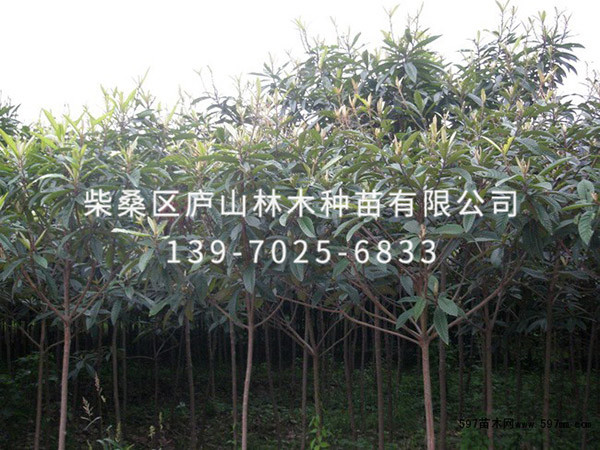 枇杷树