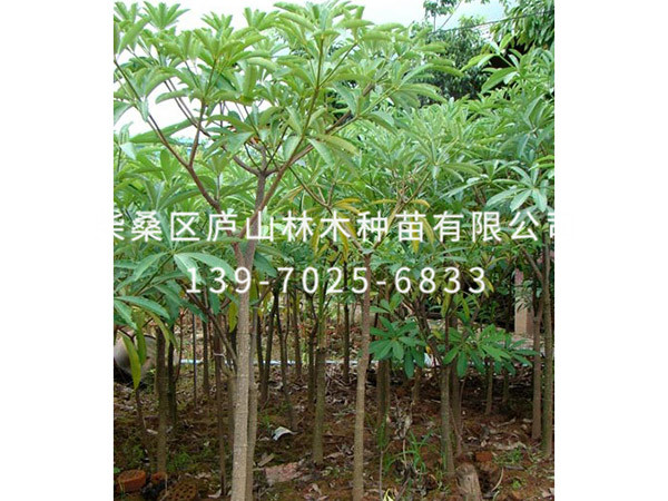 灯台