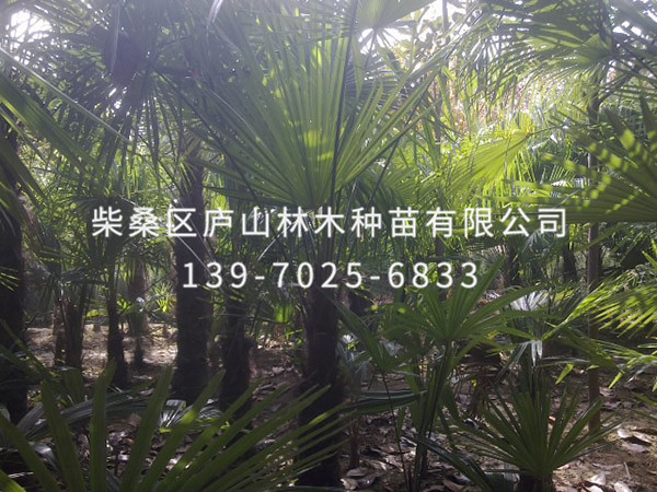 粽榈