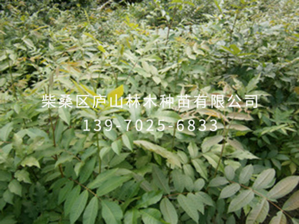 青钱柳