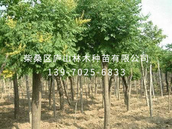 红榉