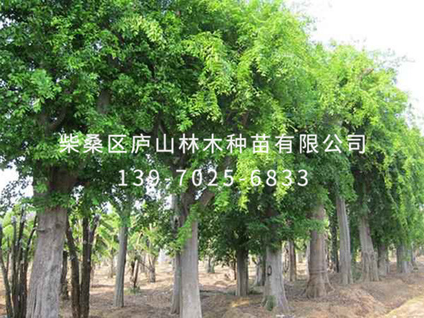 朴树