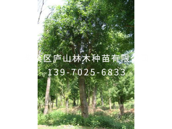 朴树