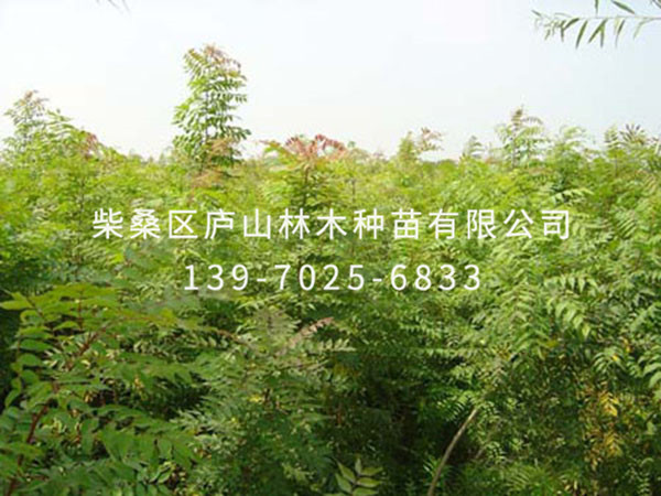 黄连木