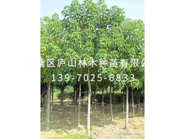重阳木