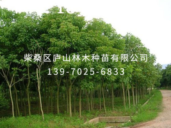 重阳木