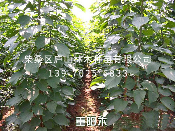 重阳木