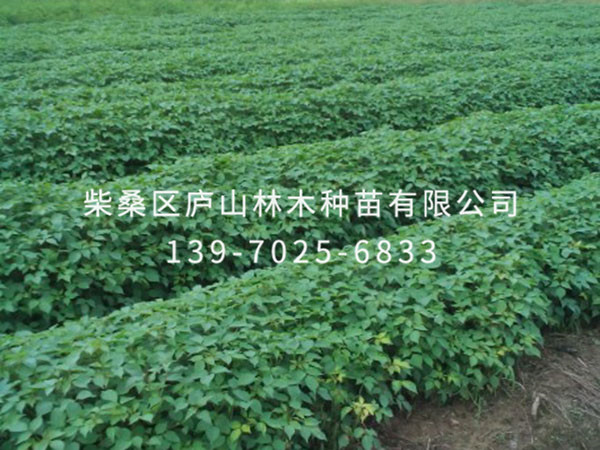 重阳木