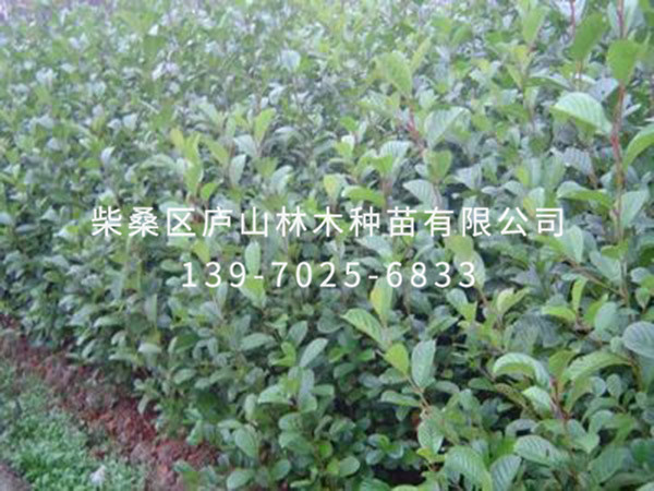 江南桤木