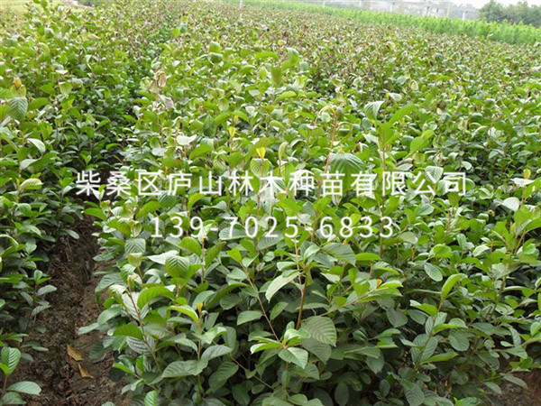 江南桤木
