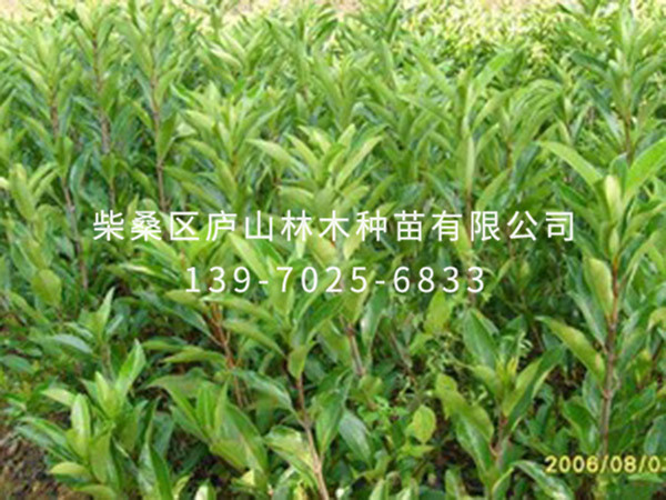 法国冬青