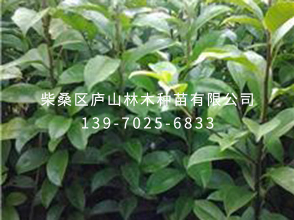 红果冬青
