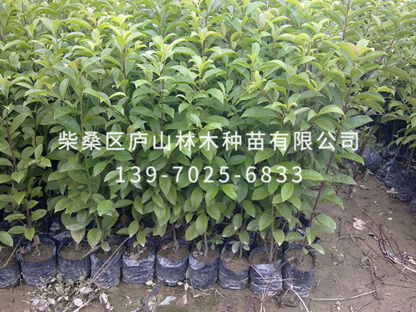 红果冬青