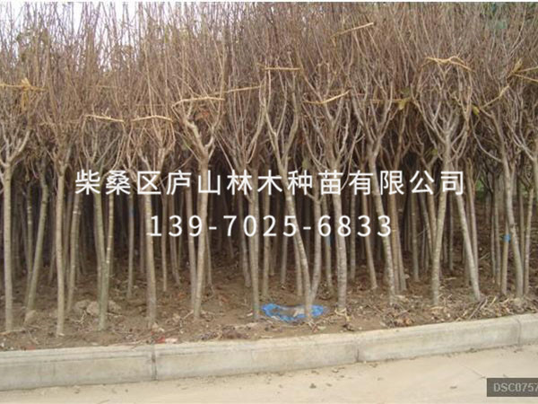 樱花