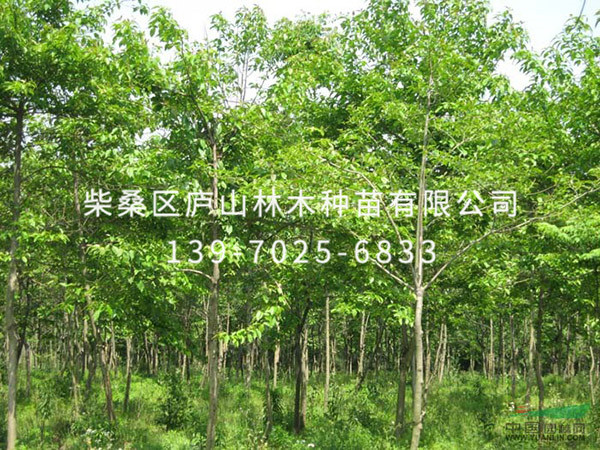 喜树