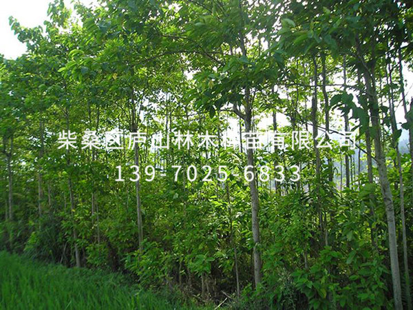 喜树