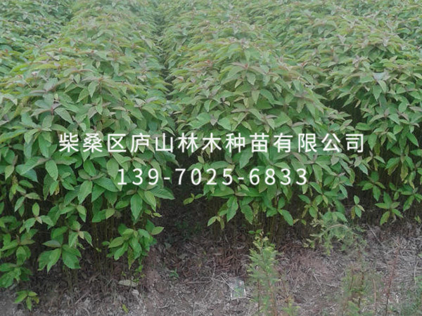 喜树
