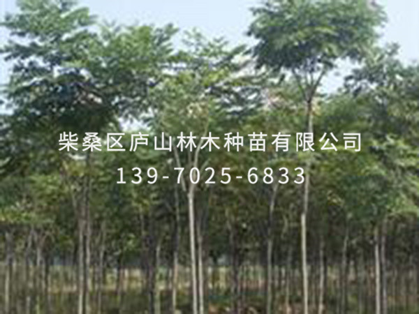 黄山栾