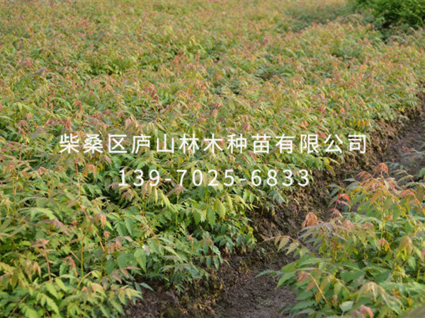 黄山栾