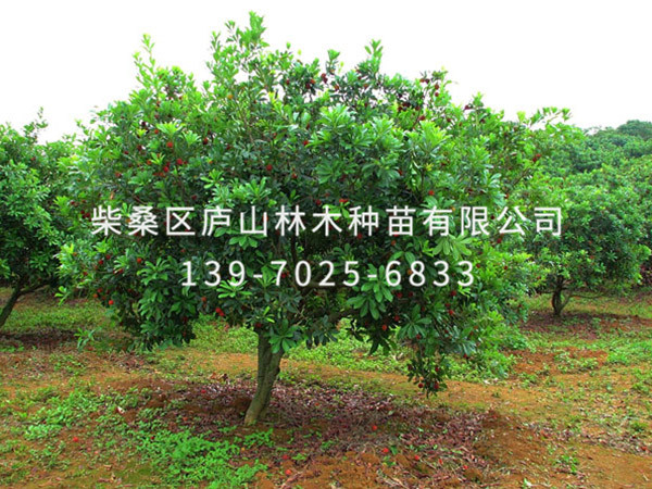 杨梅树
