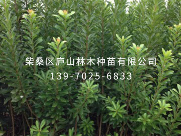杨梅树