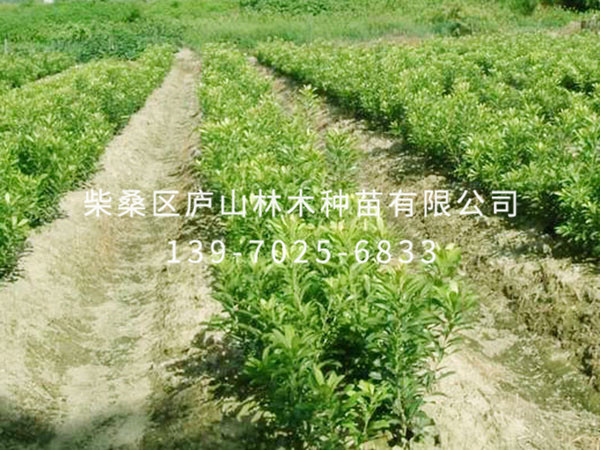 杨梅树