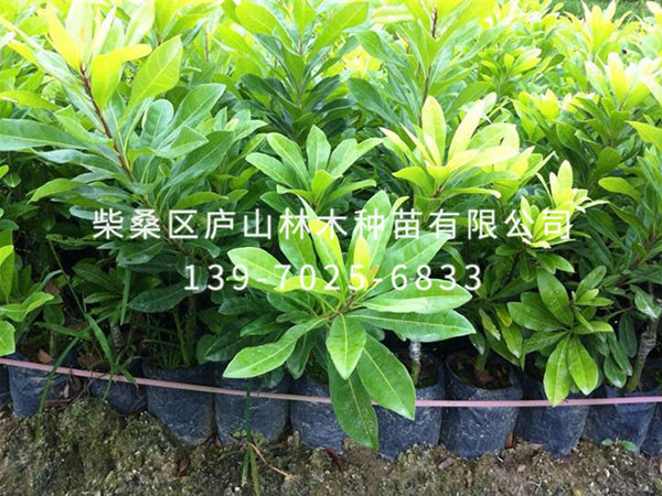 杨梅树