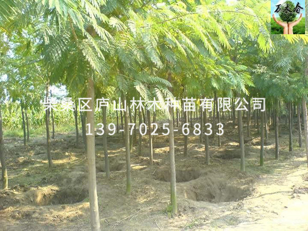 合欢树