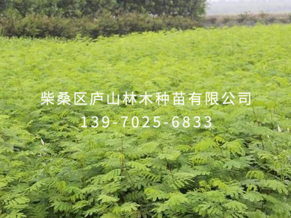 合欢树