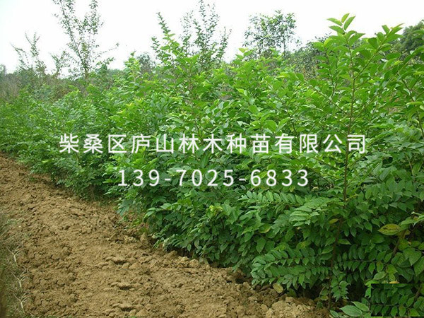 枫杨