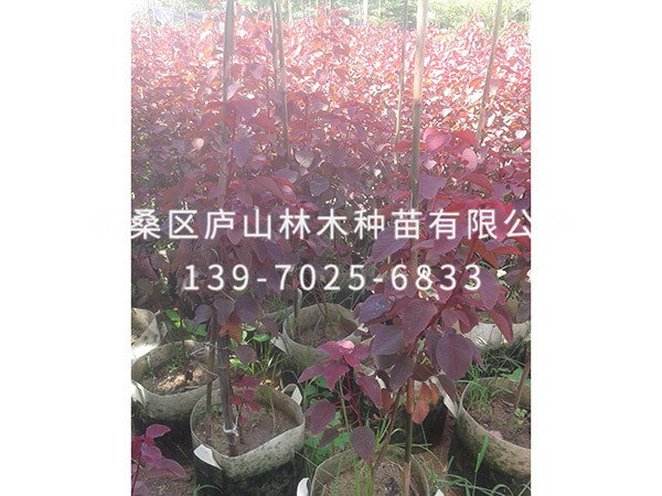 红叶乌桕
