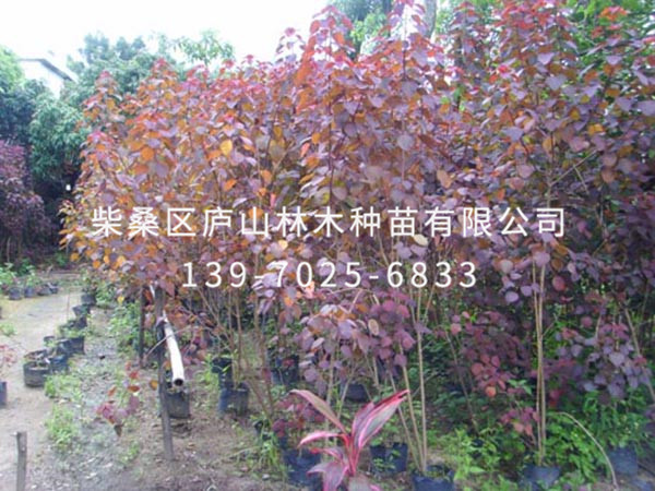 红叶乌桕