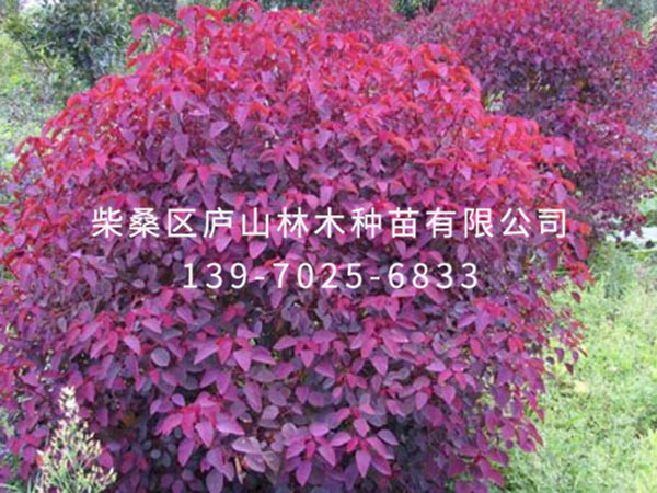 红叶乌桕